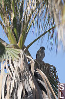 American Kestrel In Palm