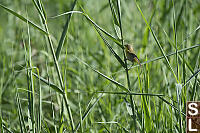 Beldings Yellowthroat Female