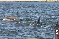 Bottlenose Dolphins In Lagoon