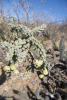 Chain-link Cholla