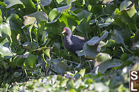 Common Moorhen In Water Hyacinth