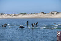 Cormorants Taking Off