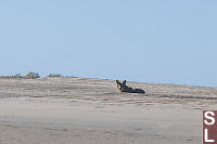 Coyote In Sand Dunes