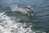 Dolphin High In Boat Wake