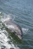 Dolphin With Lots Of Scratches