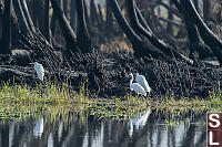 Egrets With Fire Burnt Palm Trees