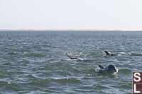 Family Of Bottlenose Dolphins