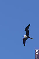 Frigatebird