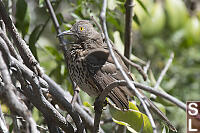 Gray Thrasher