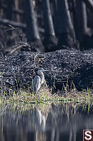Great Blue Heron With Burnt Palm Trees