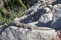 Iguana In Sun