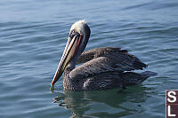 Mature Pelicans