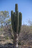 Mexican Giant Cactus