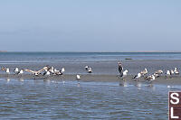 Reddish Egret With Seagulls