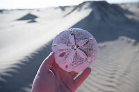 Sand Dollar Test In Sand Dunes