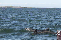Sand Dunes With Bottlenose Dolphins