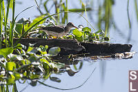 Spotted Sandpiper