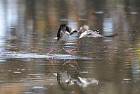 Stilts Getting Airborne