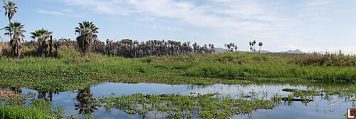 The Estuary