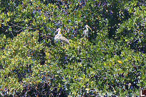 Three Ibis In Mangroves