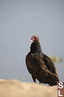 Turkey Vulture On Beach