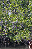 White Ibis In Mangroves