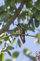 Xantus Hummingbird Female