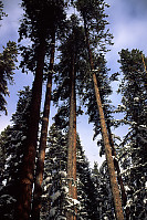 Trees in Johnson Canyon