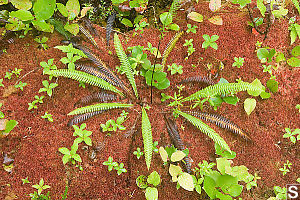 Deer Fern Growing In Red Moss