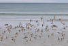 Western Sandpipers Flying By