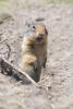 Columbian Ground Squirrel Squeeking