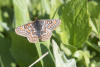 Ediths Checkerspot