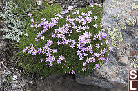 Moss Campion Over Rock