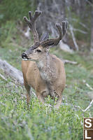 Mule Deer With Felted Antlers