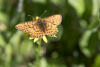 Pacific Fritillary