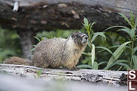 Yellow Marmot On Fallen Log