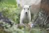 Young Sheep Looking At Me