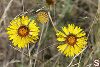 Brown Eyed Susan