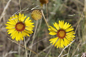 Brown Eyed Susan