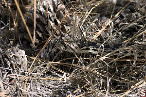 Bull Snake In The Grass