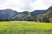 Canola Field