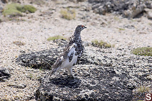 Ptarmigan