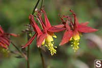 Red Columbine