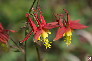 Red Columbine