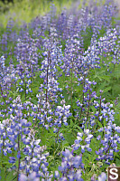 Road Side Lupine