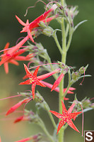 Scarlet Gilia