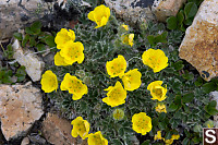 Some Cinquefoil