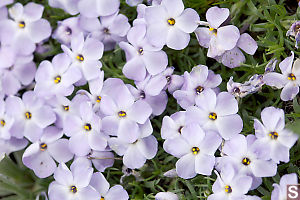 Spreading Phlox