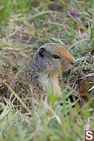 Squirel In Grass