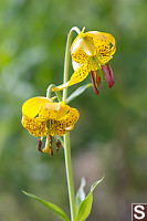 Two Tiger Lilies